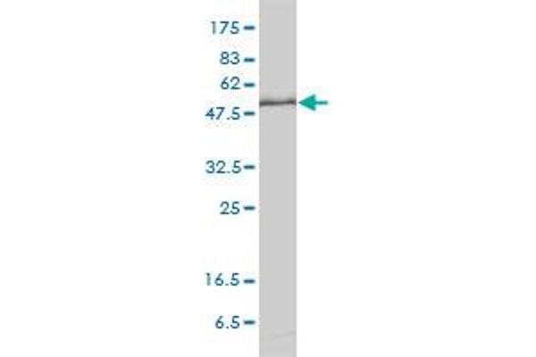KPNA1 antibody  (AA 1-538)