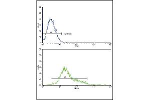 CSF1R Antibody (ABIN652364 and ABIN2841700) flow cytometric analysis of k562 cells (bottom histogram) compared to a negative control (top histogram). (CSF1R antibody)