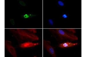 Immunofluorescence Microscopy of Rabbit Anti-Histone H3 [p Thr3, Monomethyl Lys4] Antibody.