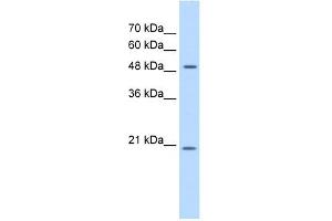 GCNT4 antibody used at 0.