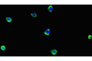 Immunofluorescent analysis of A375 cells using ABIN7157921 at dilution of 1:100 and Alexa Fluor 488-congugated AffiniPure Goat Anti-Rabbit IgG(H+L) (LCE1B antibody  (AA 1-118))