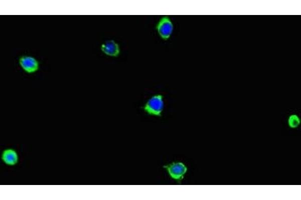 LCE1B anticorps  (AA 1-118)