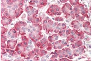 Human Pancreas: Formalin-Fixed, Paraffin-Embedded (FFPE) (C9ORF116 antibody  (N-Term))