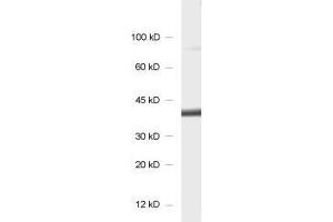 dilution: 1 : 1000, sample: synaptosomal fraction of rat brain (P2)