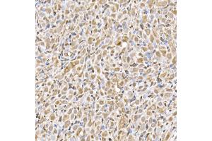 Immunohistochemistry of paraffin-embedded rat ovary using UB Rabbit mAb (ABIN7271128) at dilution of 1:50 (40x lens). (UBA52 antibody)