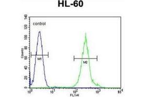 Flow cytometric analysis of HL-60 cells using FANCC Antibody (C-term) Cat. (FANCC antibody  (C-Term))