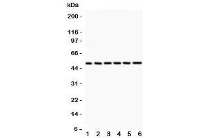 Western blot testing of p50 antibody and 1:  rat spleen (CD40 antibody  (AA 1-360))