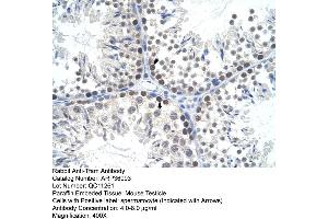 Mouse testicle (TFAM antibody  (C-Term))