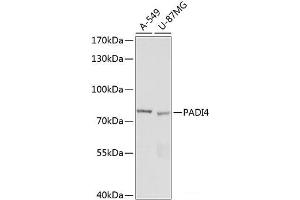 Western blot analysis of extracts of various cell lines using PADI4 Polyclonal Antibody at dilution of 1:1000. (PAD4 antibody)