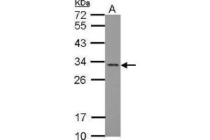 WB Image Sample (30 ug of whole cell lysate) A: MCF-7 12% SDS PAGE antibody diluted at 1:2000 (FGF13 antibody)