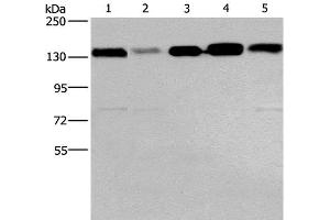Western Blot analysis of 293T, hela, PC3, lovo and A172 cell using CEP97 Polyclonal Antibody at dilution of 1:500 (CEP97 antibody)