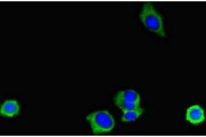 Immunofluorescent analysis of HepG2 cells using ABIN7151998 at dilution of 1:100 and Alexa Fluor 488-congugated AffiniPure Goat Anti-Rabbit IgG(H+L) (ERLIN2 antibody  (AA 25-206))