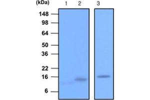Western blot analysis of recombinant Synaptobrevin 1 , 2 (each 20 ng) and rat brain extracts (20 ug). (VAMP2 antibody  (AA 1-89))
