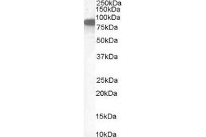 ABIN2562512 (1µg/ml) staining of Human Placenta lysate (35µg protein in RIPA buffer). (Ezrin antibody  (Internal Region))