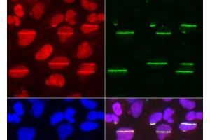 Immunofluorescence analysis of U2OS cells using POLD1 Polyclonal Antibody