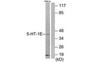 Western blot analysis of extracts from HeLa cells, using 5-HT-1E Antibody. (Serotonin Receptor 1E antibody  (AA 101-150))