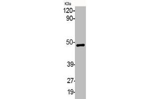 Western Blot analysis of various cells using Phospho-MEK-1/2 (S218/222) Polyclonal Antibody (MEK1 antibody  (pSer218, pSer222))