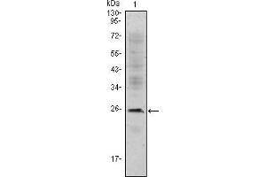Western blot analysis using CD3E mouse mAb against Jurkat (1) cell lysate.