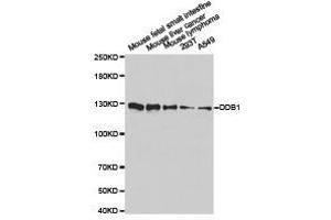 Western Blotting (WB) image for anti-Damage Specific DNA Binding Protein 1 (DDB1) antibody (ABIN1872221) (DDB1 antibody)