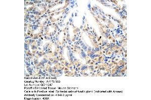 Mouse stomach (E2F7 antibody  (N-Term))