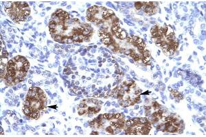 Human kidney; ZNF409 antibody - middle region in Human kidney cells using Immunohistochemistry (ZFHX2 antibody  (Middle Region))