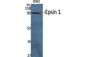 Western Blot (WB) analysis of specific cells using Epsin 1 Polyclonal Antibody. (Epsin 1 antibody  (Internal Region))