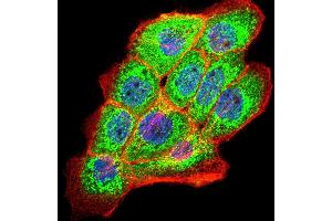 Fig. (PKHD1 antibody  (AA 3878-4060))