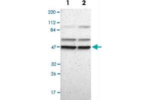 Western Blot analysis of Lane 1: RT-4 and Lane 2: U-251 MG sp cell lysates with PSMC4 polyclonal antibody . (PSMC4 antibody)