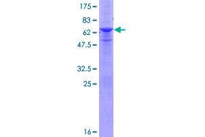 RNF41 Protein (AA 1-317) (GST tag)