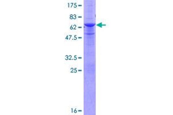 RNF41 Protein (AA 1-317) (GST tag)