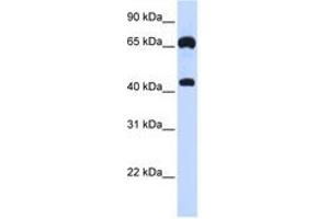 Image no. 1 for anti-Guanylate Cyclase 1, Soluble, beta 3 (GUCY1B3) (AA 180-229) antibody (ABIN6740948)