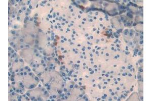Used in DAB staining on fromalin fixed paraffin- embedded adrenal gland tissue (SLIT3 antibody  (AA 62-119))