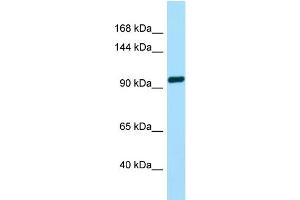 WB Suggested Anti-TAS1R2 Antibody Titration: 1. (TAS1R2 antibody  (C-Term))