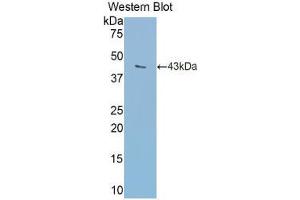 Western blot analysis of the recombinant protein. (Transferrin antibody  (AA 360-682))