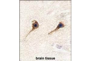 Formalin-fixed and paraffin-embedded human brain tissue reacted with SARS2 antibody (N-term) (ABIN392300 and ABIN2841954) , which was peroxidase-conjugated to the secondary antibody, followed by DAB staining. (SARS2 antibody  (N-Term))