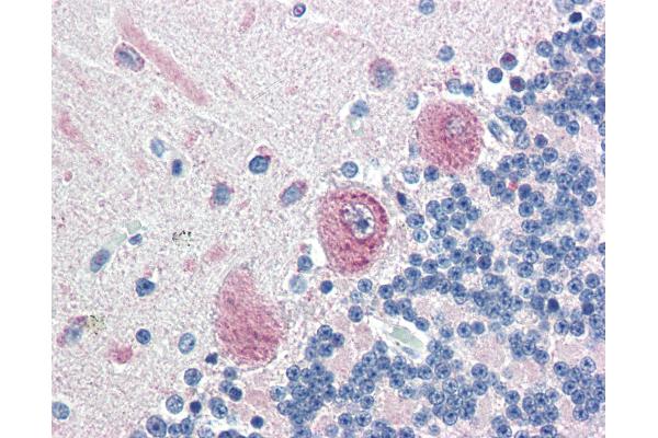 Malectin antibody  (N-Term)