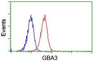 Image no. 3 for anti-Glucosidase, Beta, Acid 3 (Cytosolic) (GBA3) (AA 1-150), (AA 370-469) antibody (ABIN1490581) (GBA3 antibody  (AA 1-150, AA 370-469))