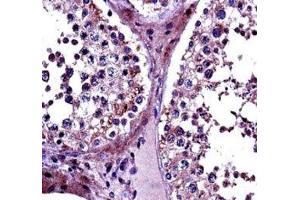 IHC testing of PRMT5 antibody and FFPE human testis tissue. (PRMT5 antibody  (AA 76-104))