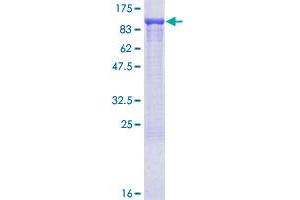 ARHGEF6 Protein (AA 1-776) (GST tag)