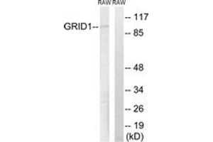 Western Blotting (WB) image for anti-Glutamate Receptor, Ionotropic, delta 1 (GRID1) (AA 831-880) antibody (ABIN2889965) (GRID1 antibody  (AA 831-880))