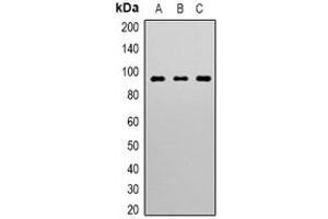 Western blot analysis of STAT3 expression in Hela (A), mouse heart (B), rat heart (C) whole cell lysates. (STAT3 antibody)