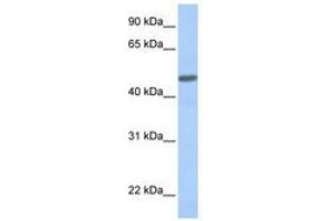 Image no. 1 for anti-Calcitonin Receptor-Like (CALCRL) (AA 108-157) antibody (ABIN6740755)