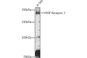 Western blot analysis of extracts of A-549 cells, using VEGF Receptor 2 antibody (ABIN6132247, ABIN6142816, ABIN6142819 and ABIN6215074) at 1:500 dilution. (VEGFR2/CD309 antibody  (AA 20-200))