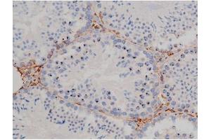 ABIN6267338 at 1/200 staining Mouse testis tissue sections by IHC-P. (HSP90AB1 antibody  (pSer254))