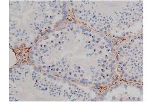 ABIN6267338 at 1/200 staining Mouse testis tissue sections by IHC-P.