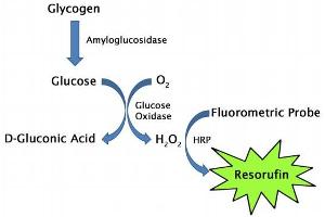 Glycogen Assay Principle (Glycogen Assay Kit (Fluorometric))