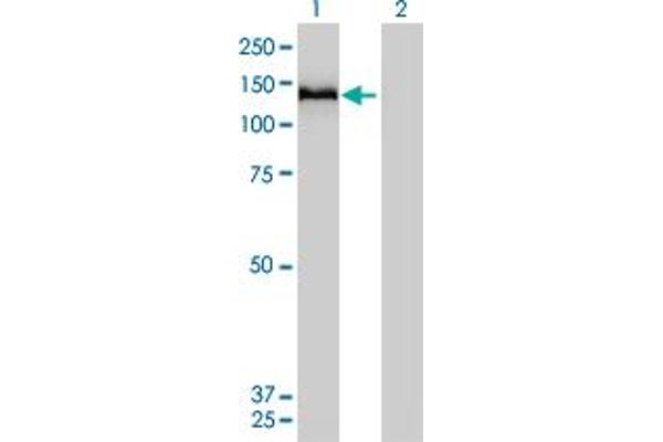 COL6A2 antibody  (AA 1-425)