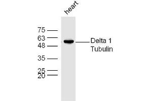 Mouse heart lysates probed with Rabbit Anti-Delta 1 Tubulin Polyclonal Antibody, Unconjugated  at 1:300 overnight at 4˚C. (TUBD1 antibody  (AA 151-250))