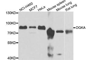 Western blot analysis of extracts of various cell lines, using DGKA antibody. (DGKA antibody)