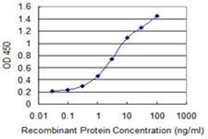 Detection limit for recombinant GST tagged CYP26B1 is 0. (CYP26B1 antibody  (AA 131-230))